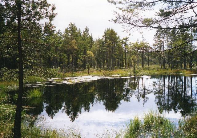 Store Mosse National Park